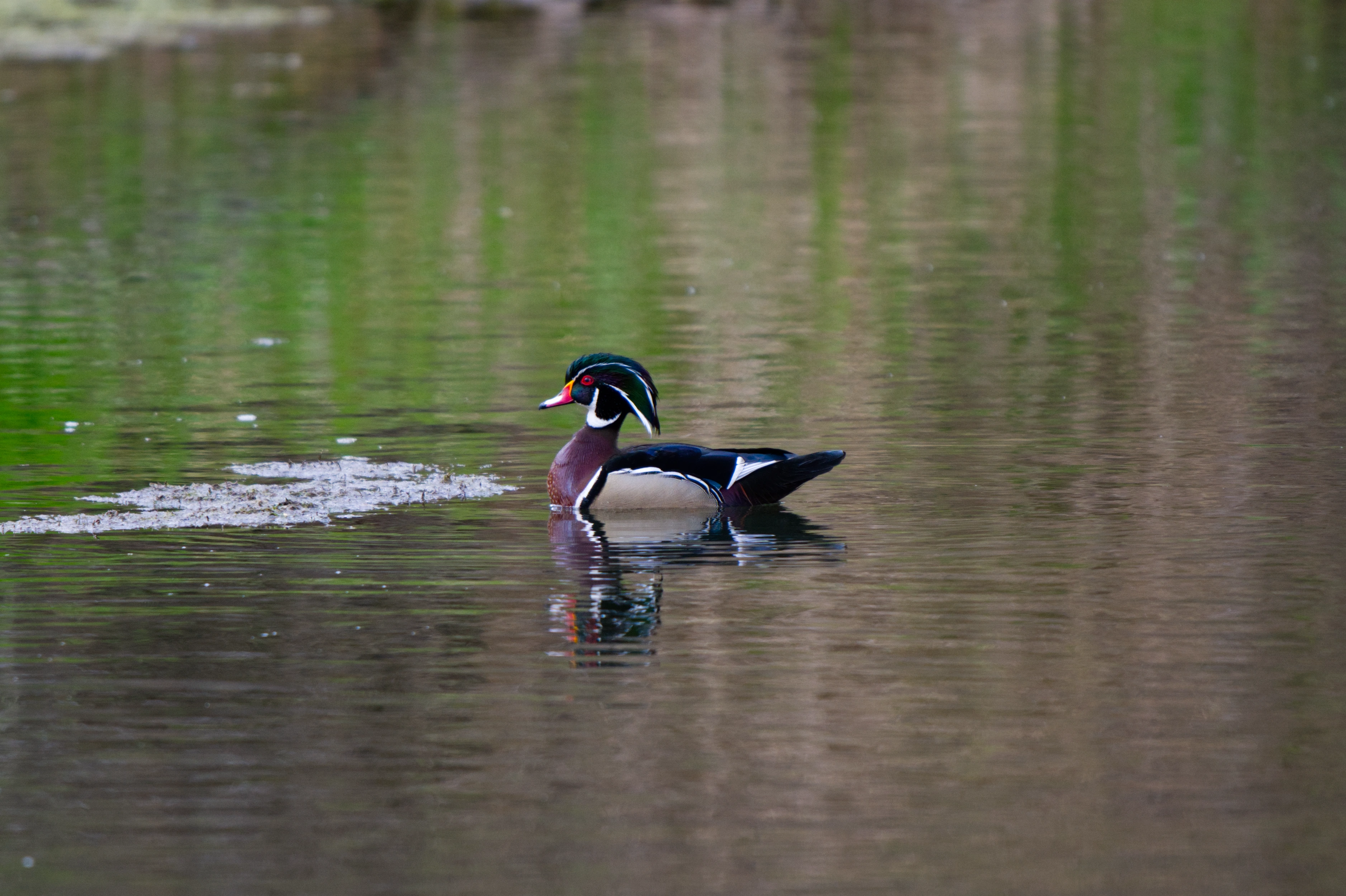 Wood Duck