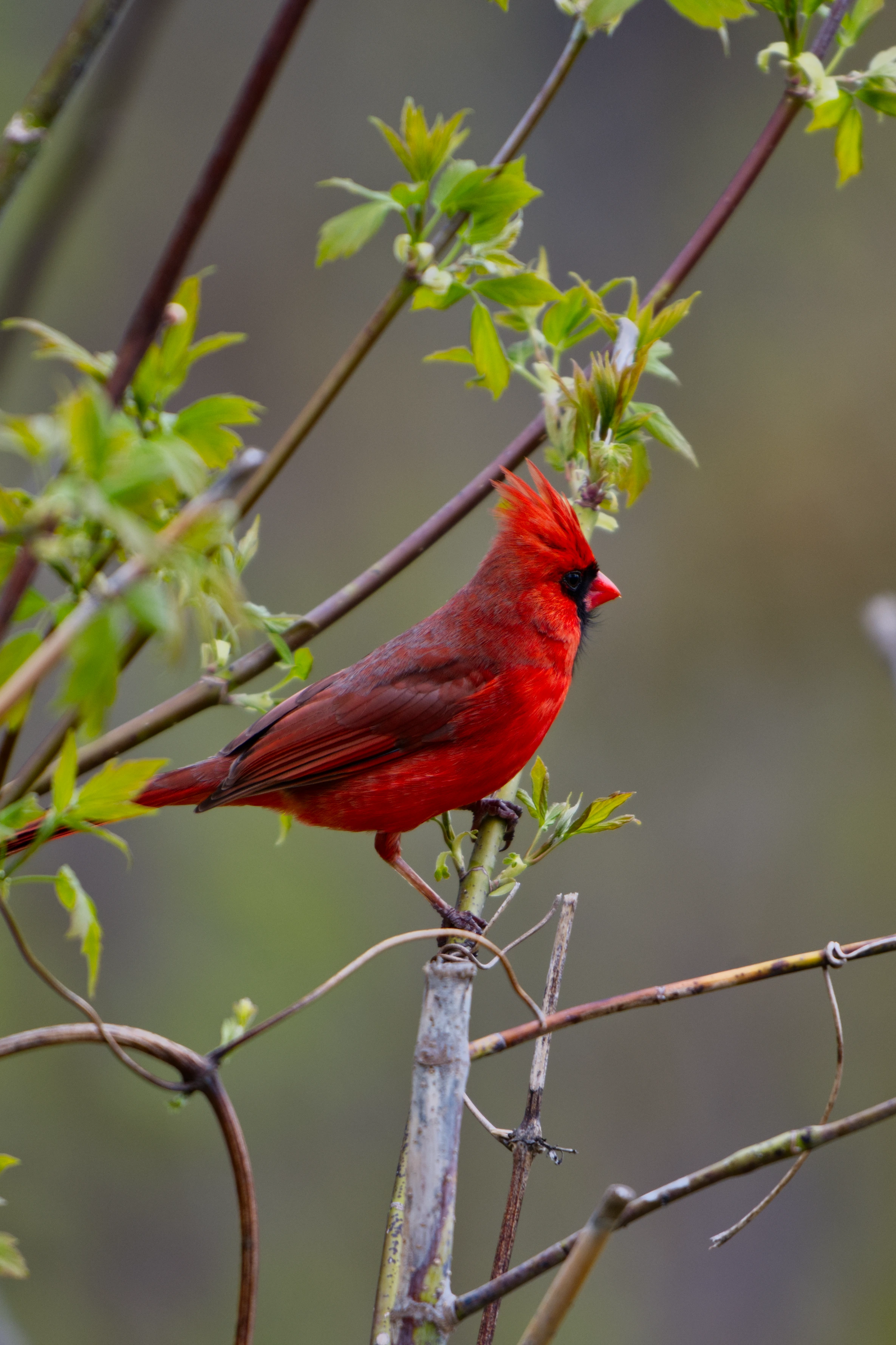 Northern Cardinal
