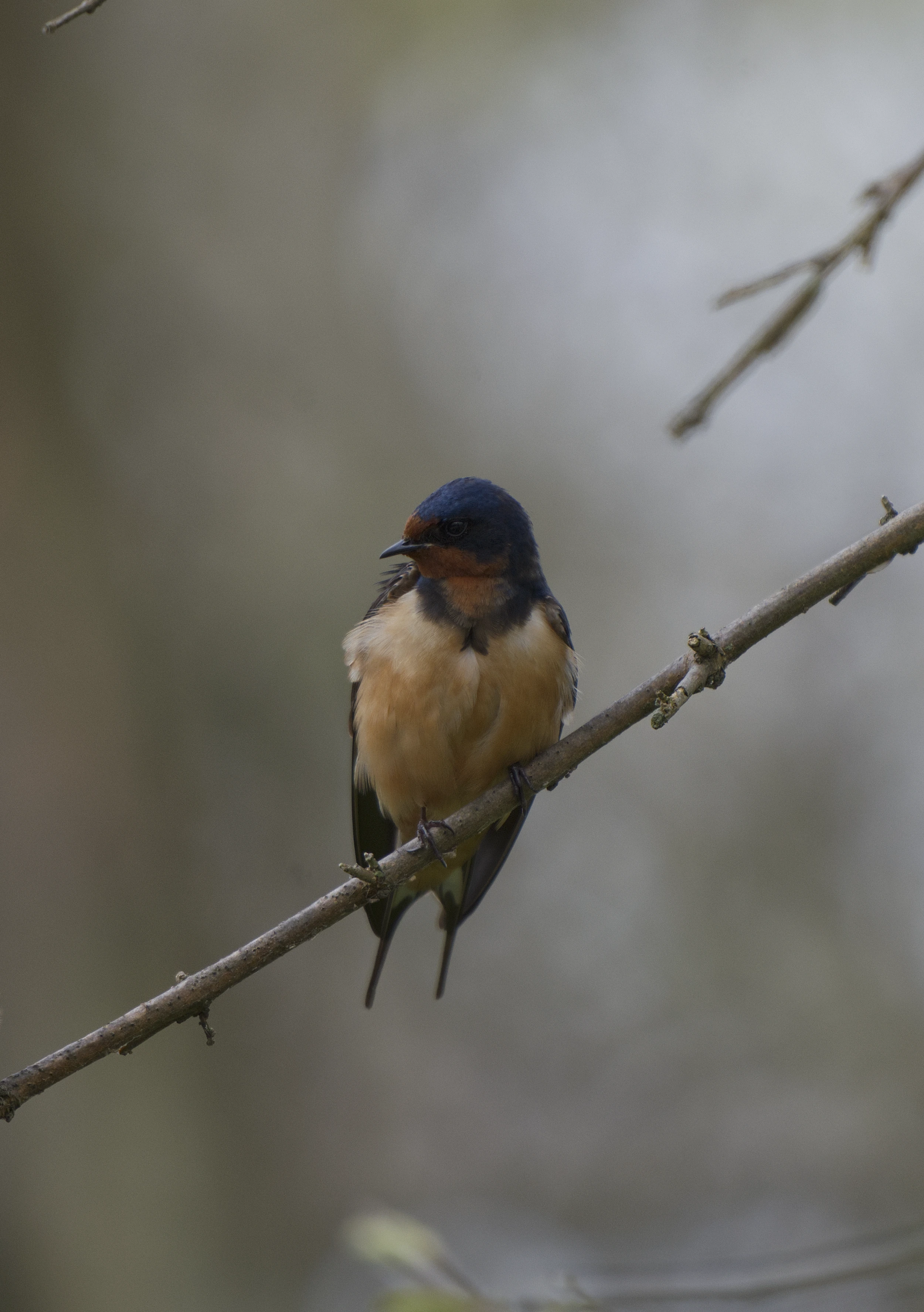 Barn Swallow