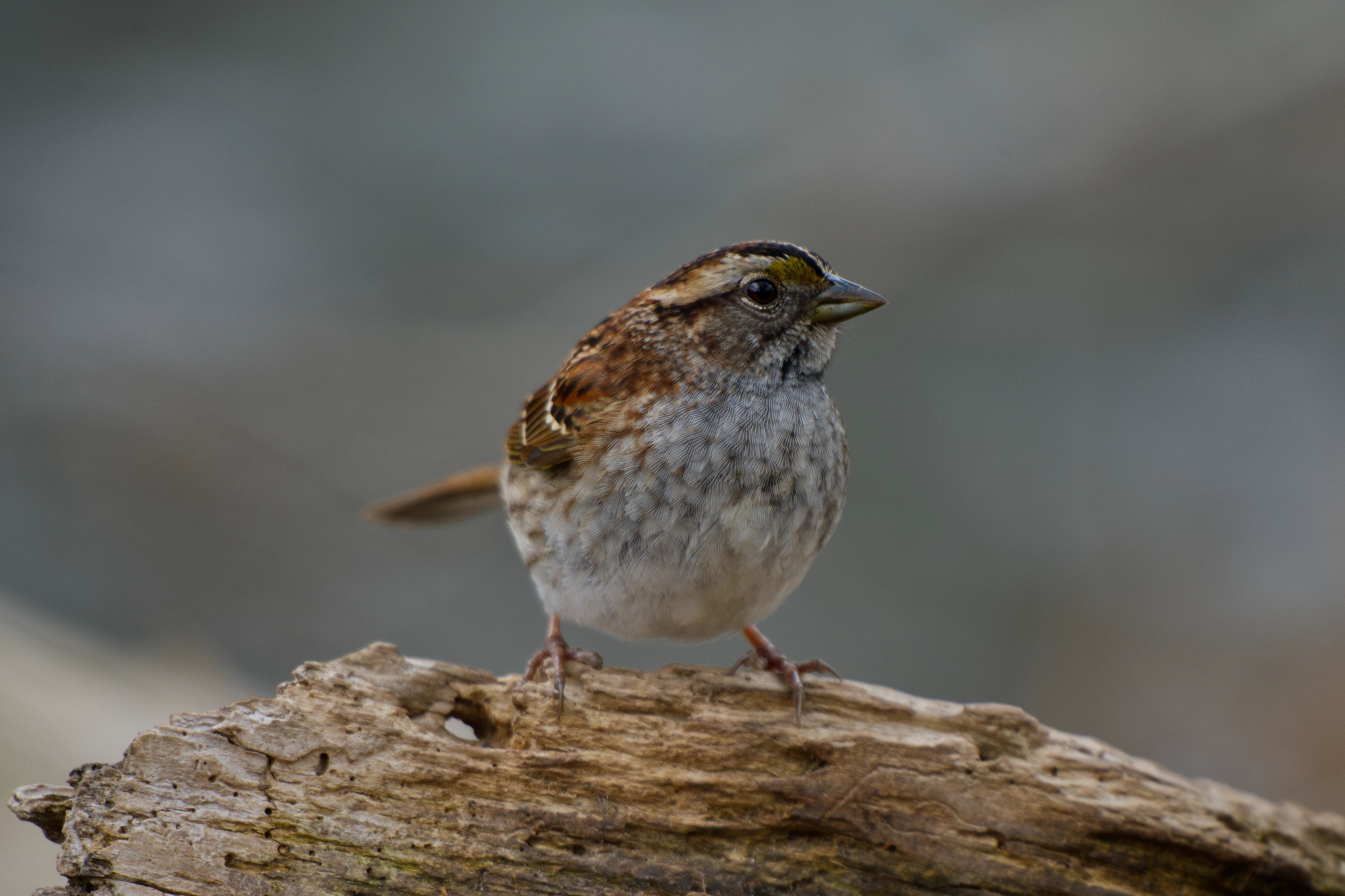 White-throated Sparrow