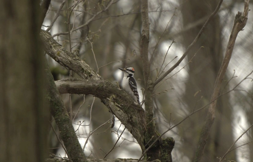 Hairy Woodpecker
