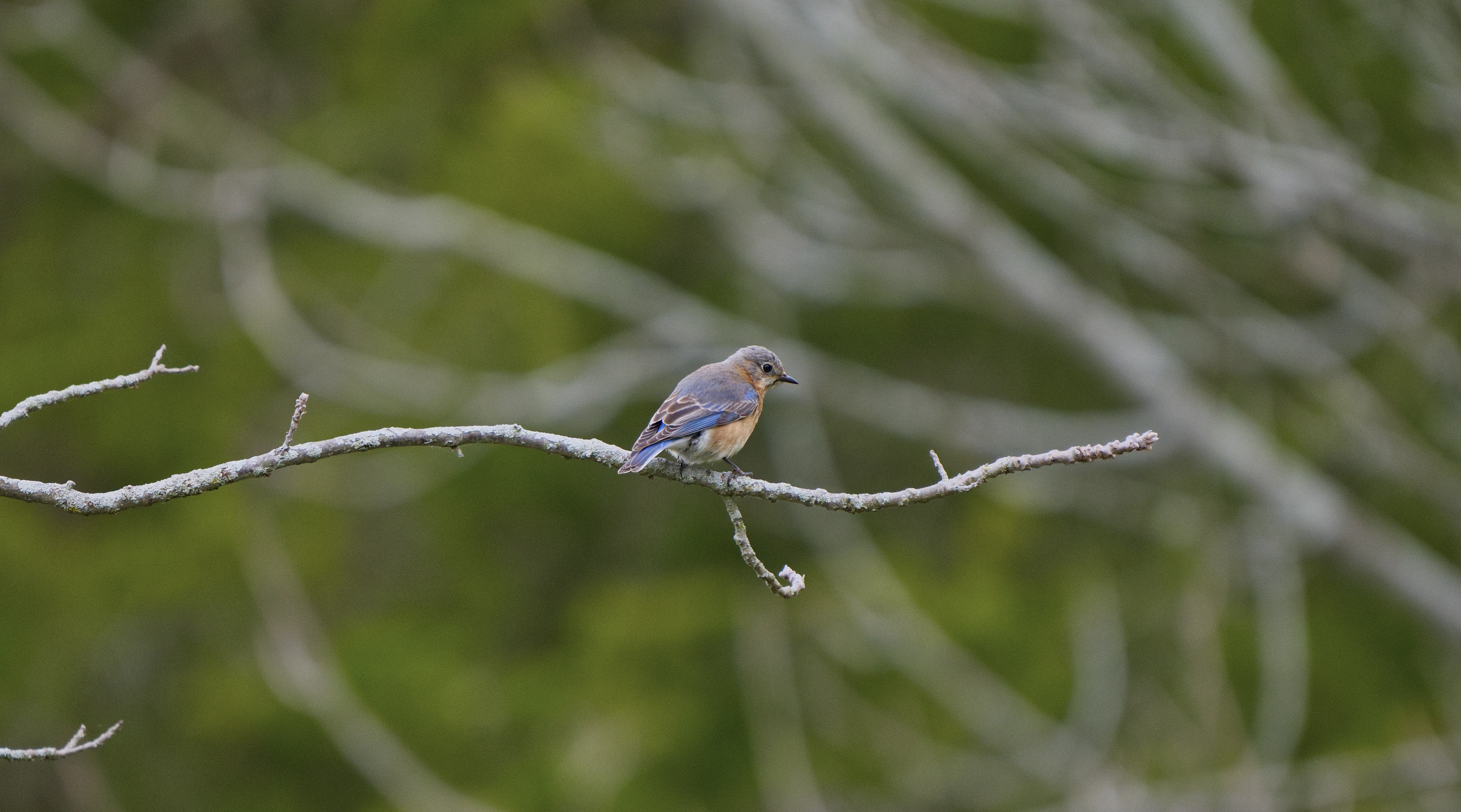Eastern Bluebird