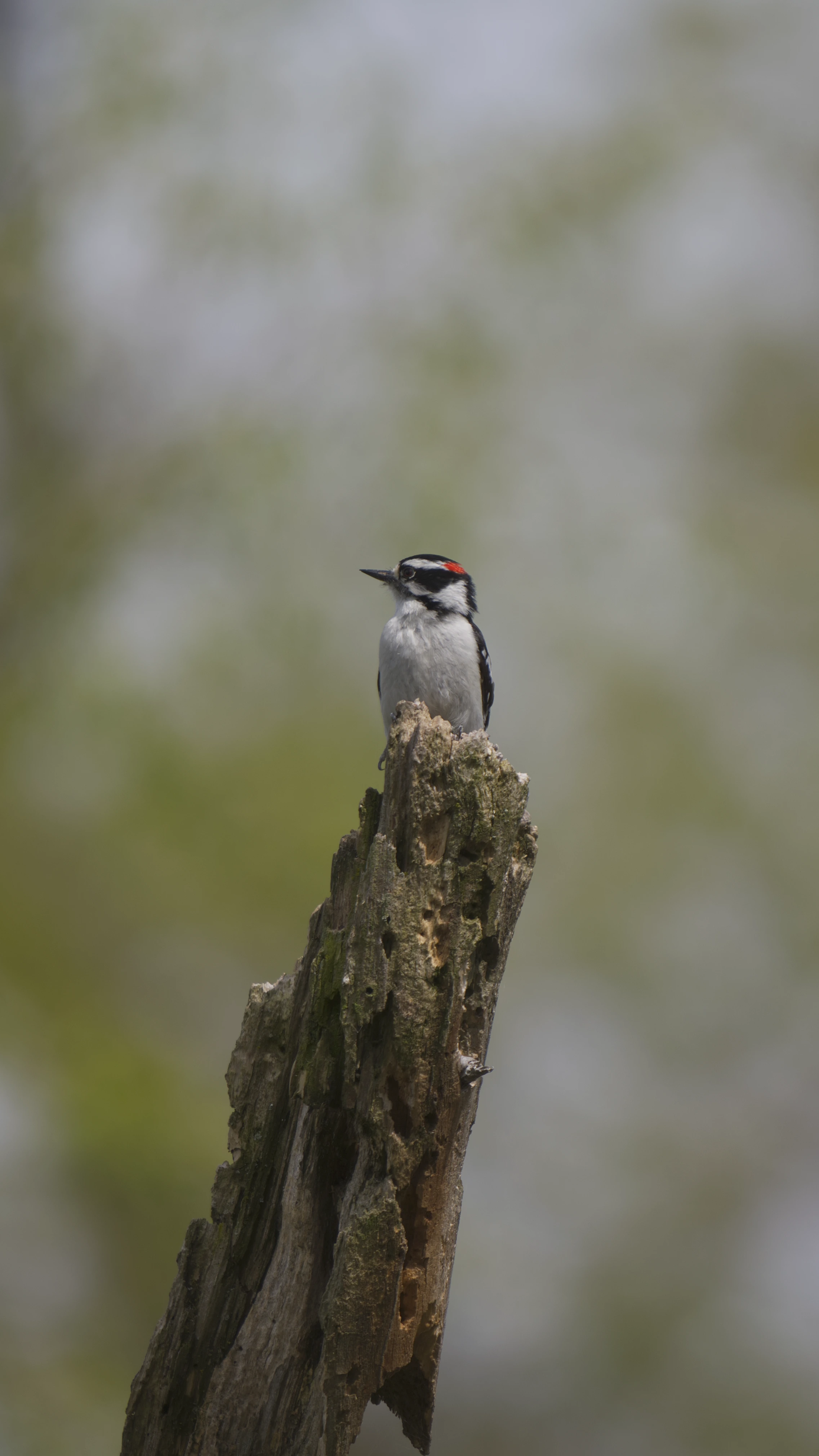 Downy Woodpecker