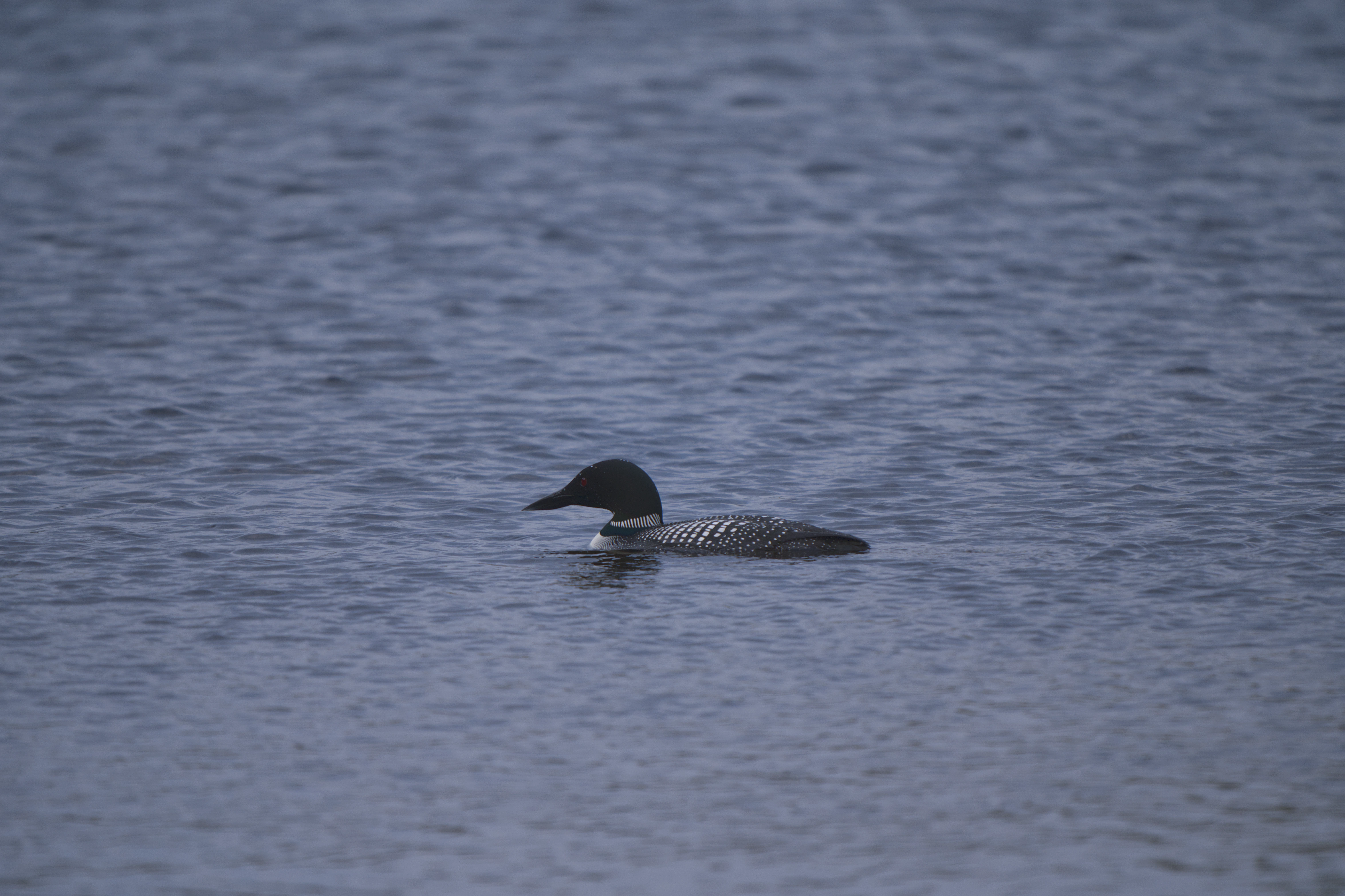 Common Loon
