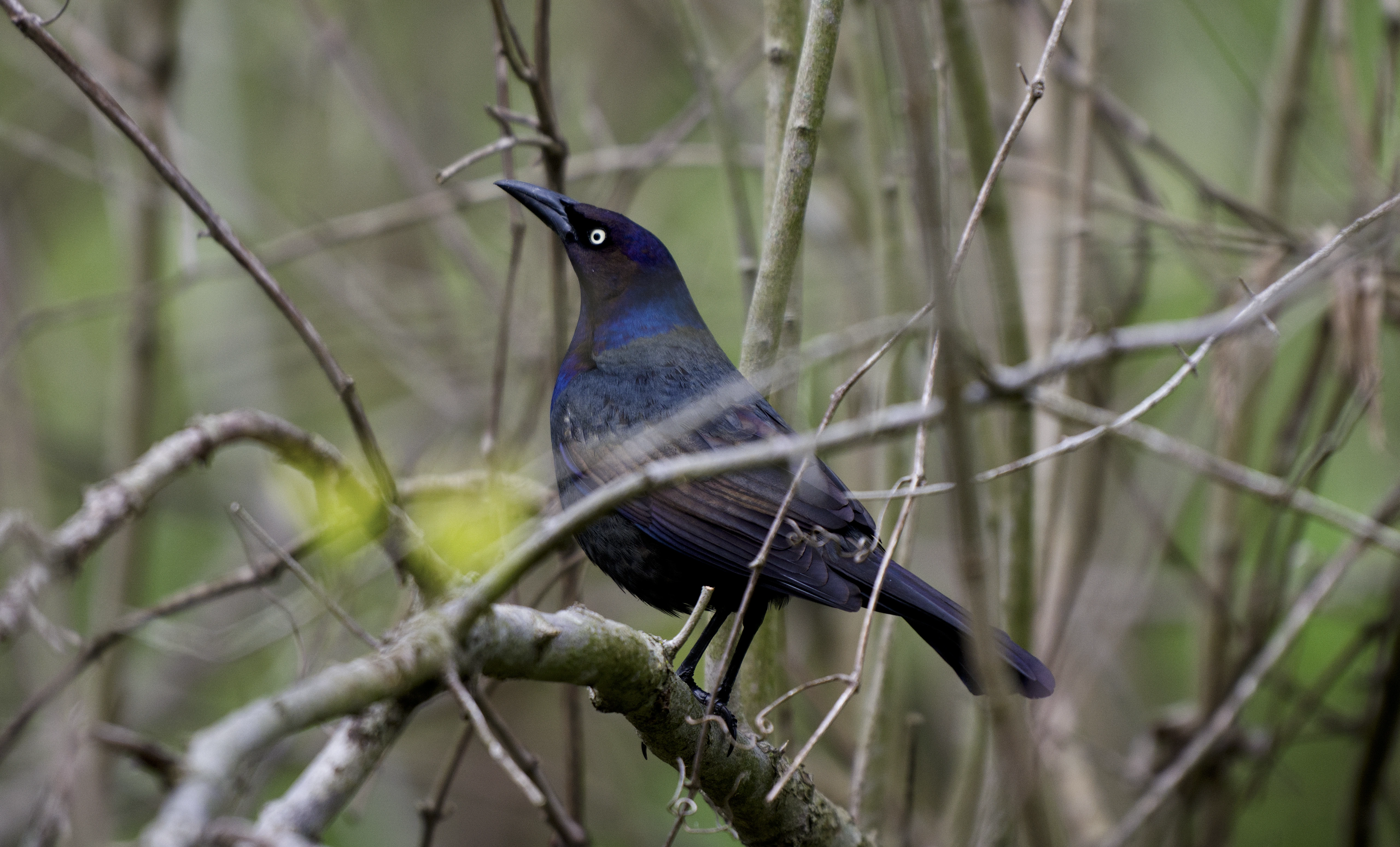 Common Grackle