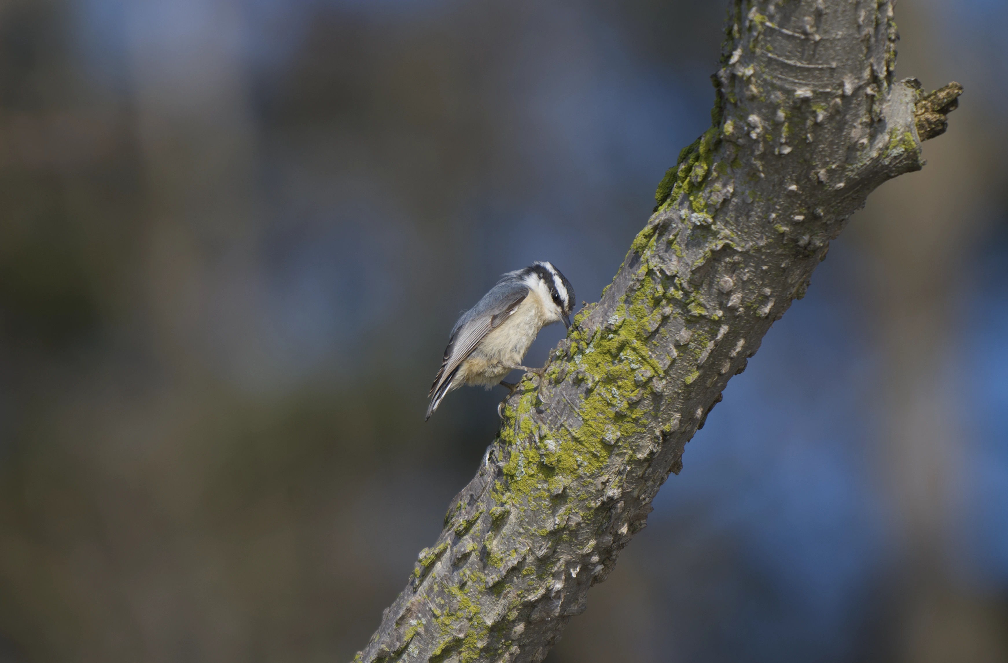 Red-brested Nuthatch