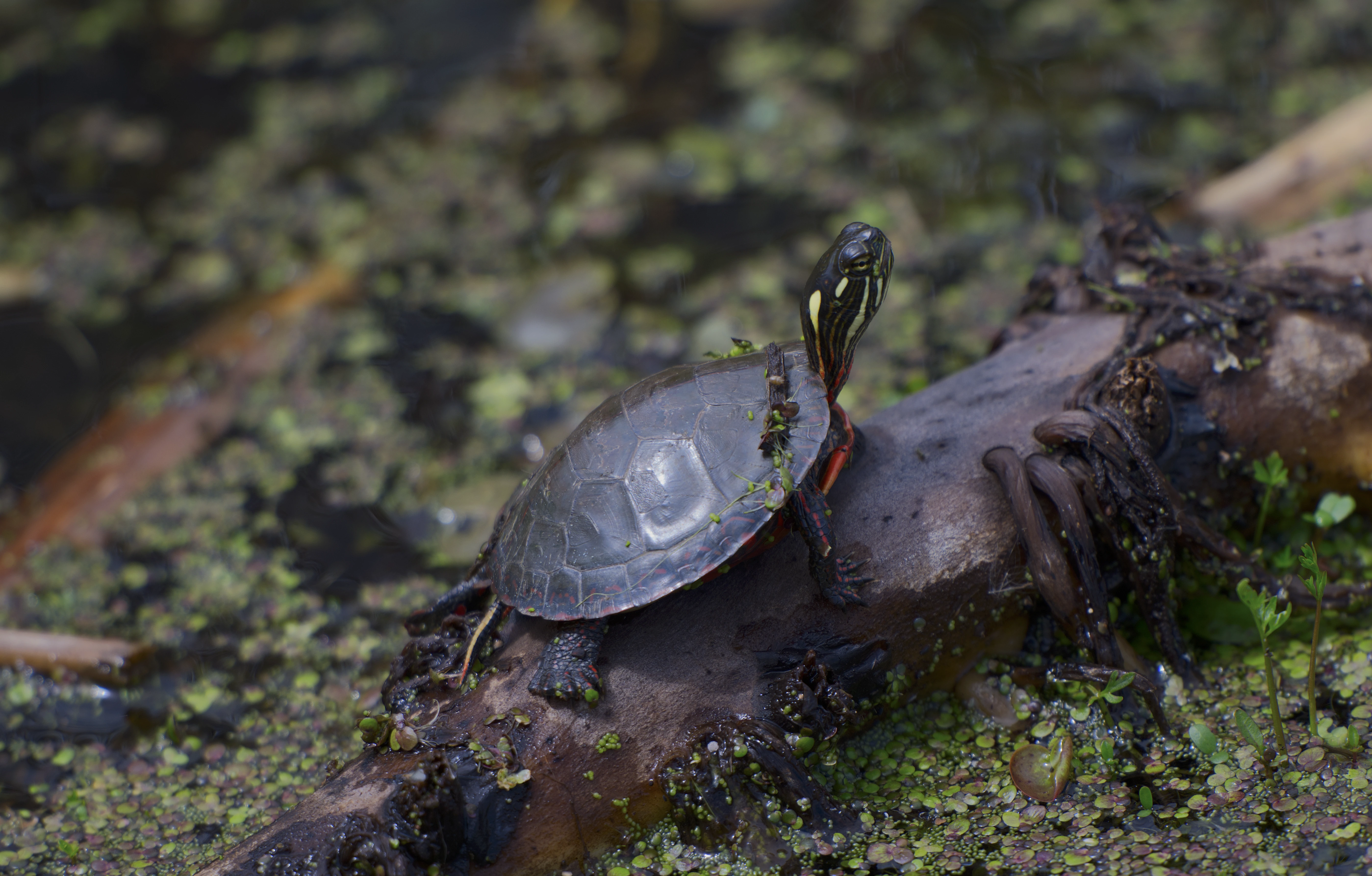Painted Turtle