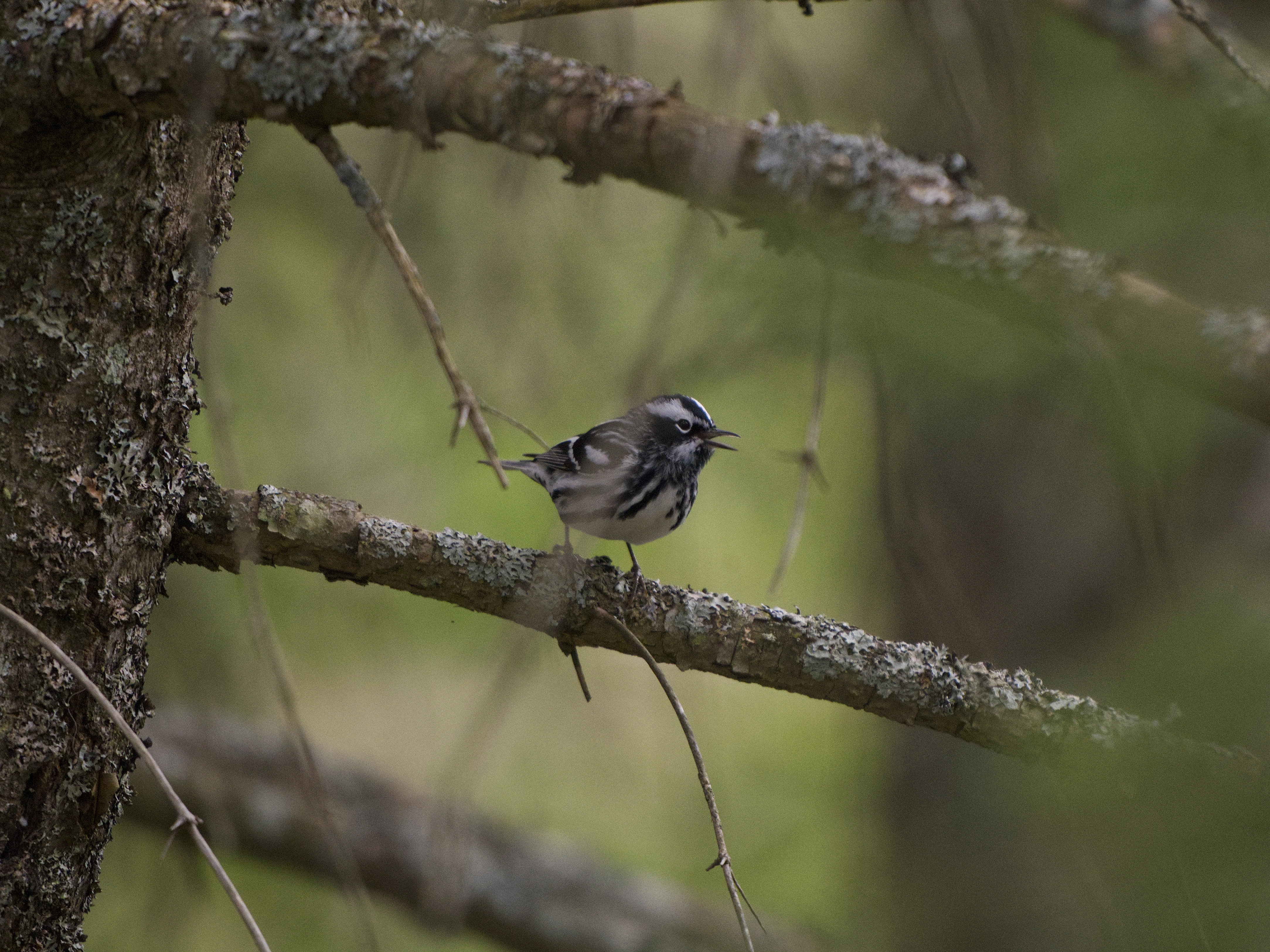 Black and White Warbler