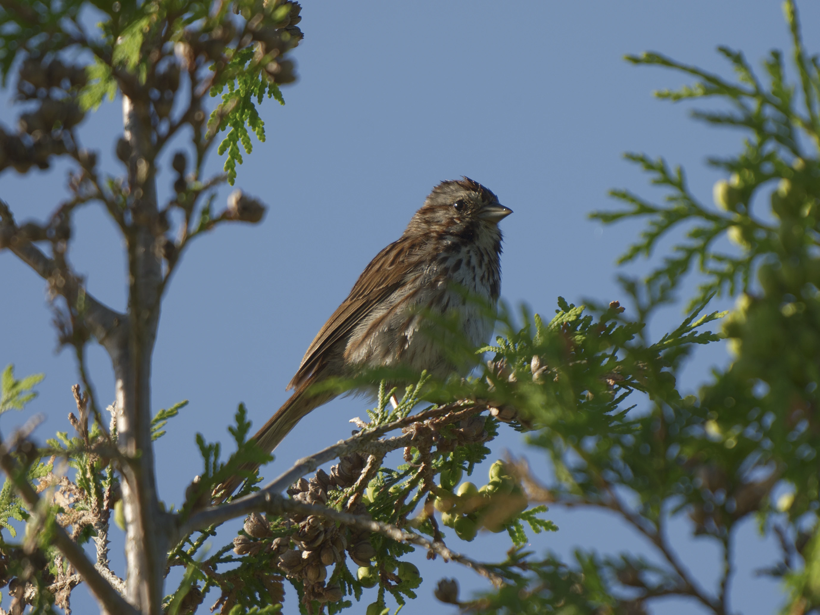Song Sparrow
