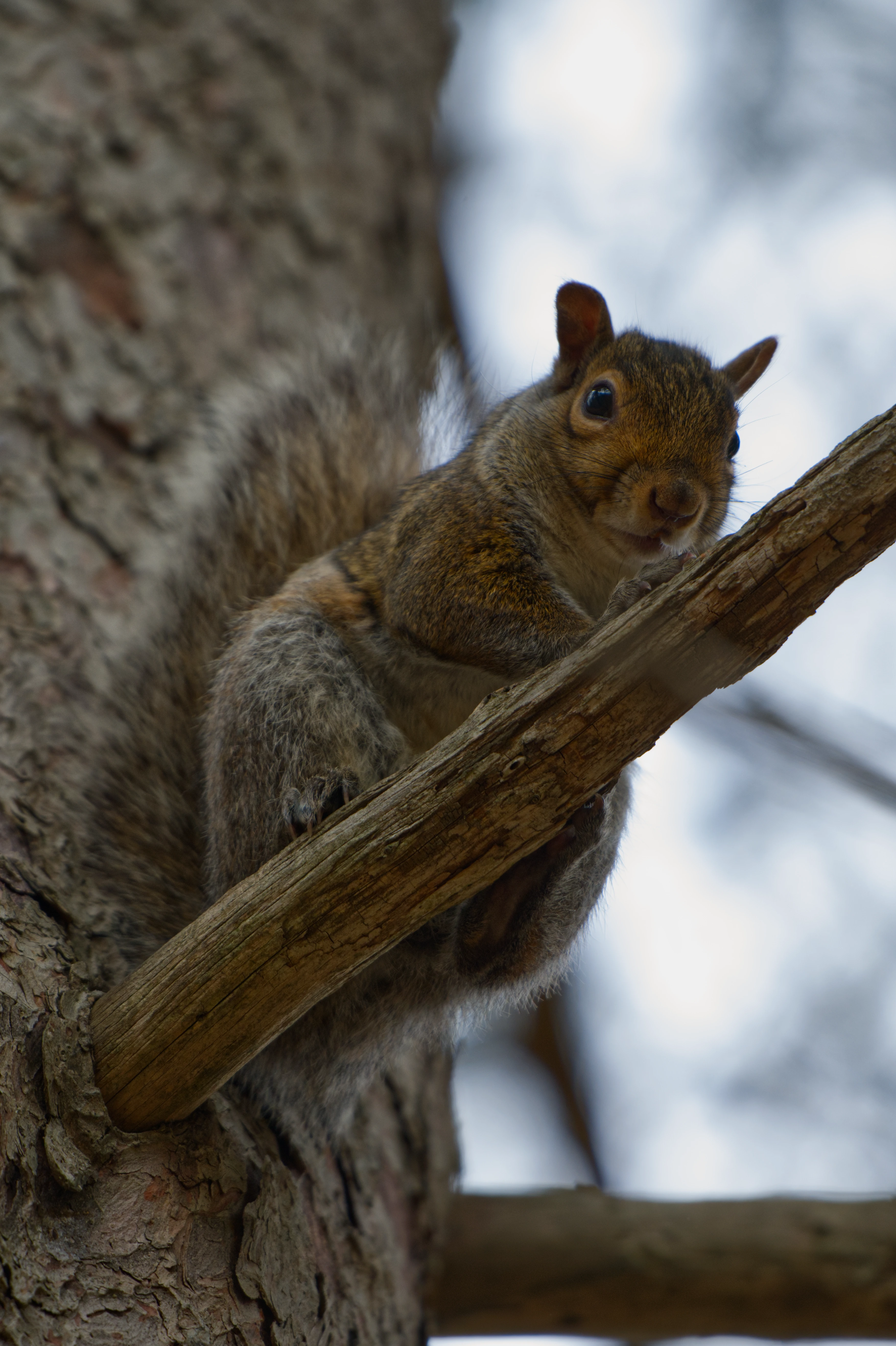 Squirrel
