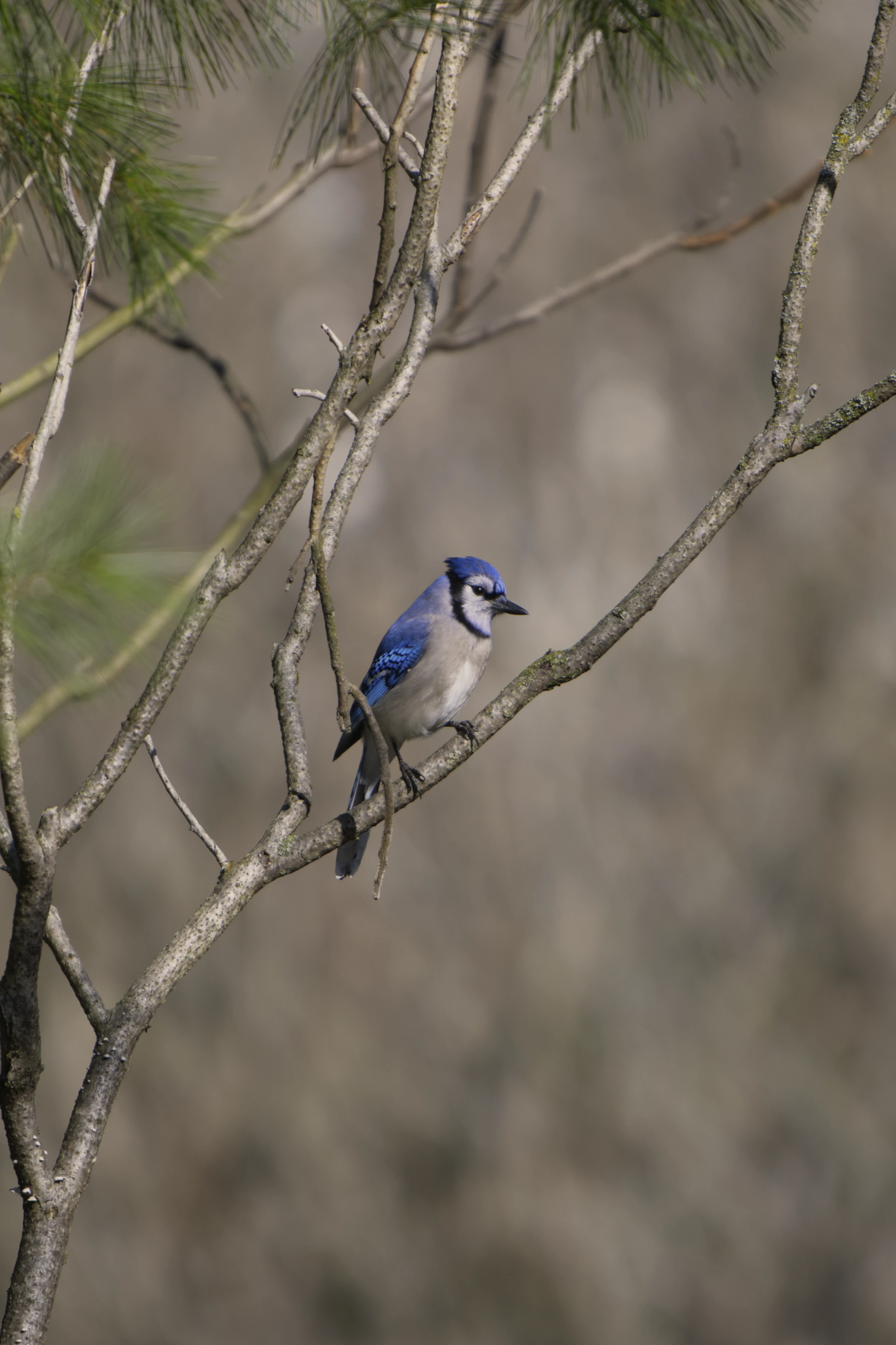 Blue Jay