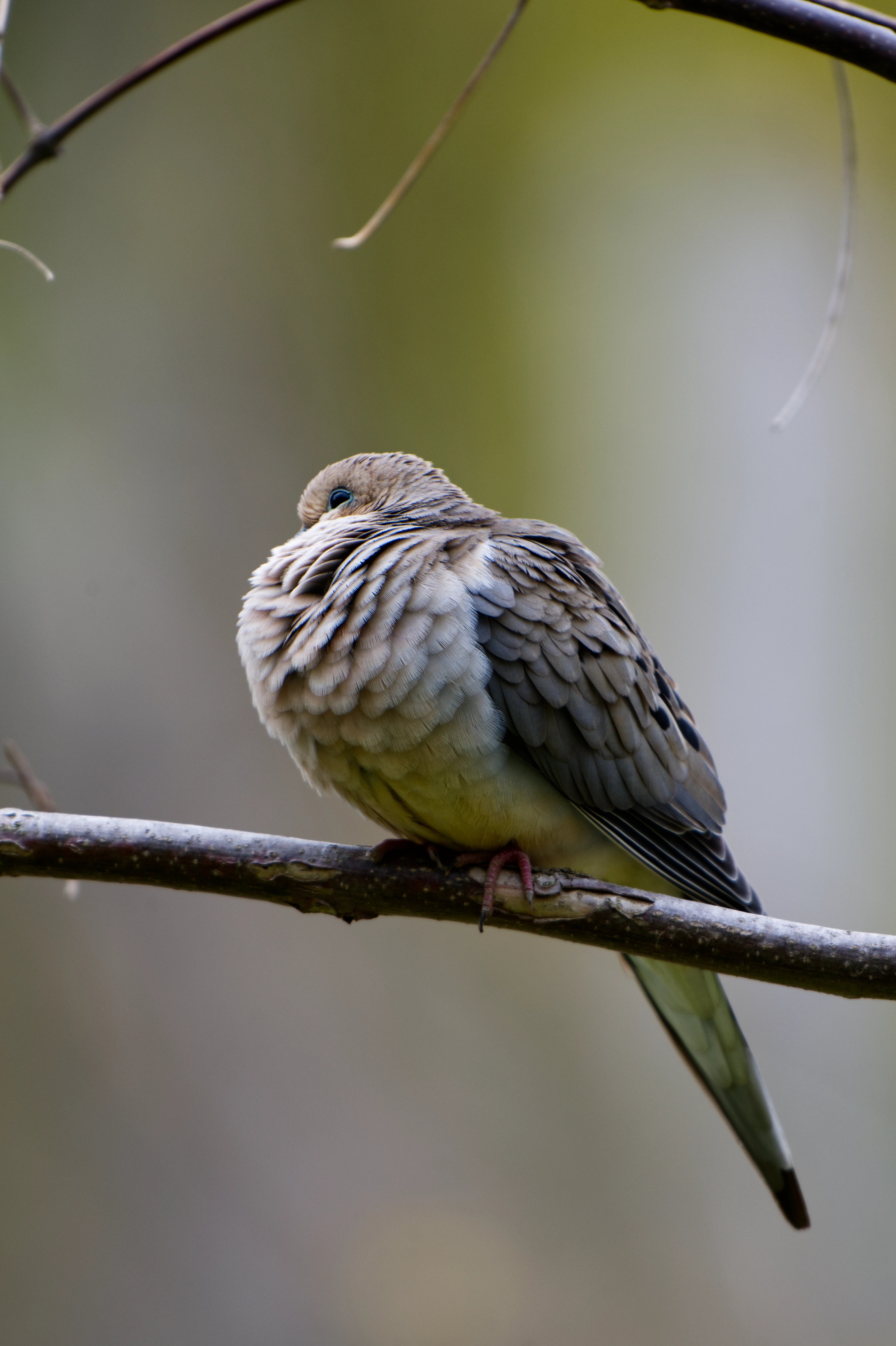 Mourning Dove