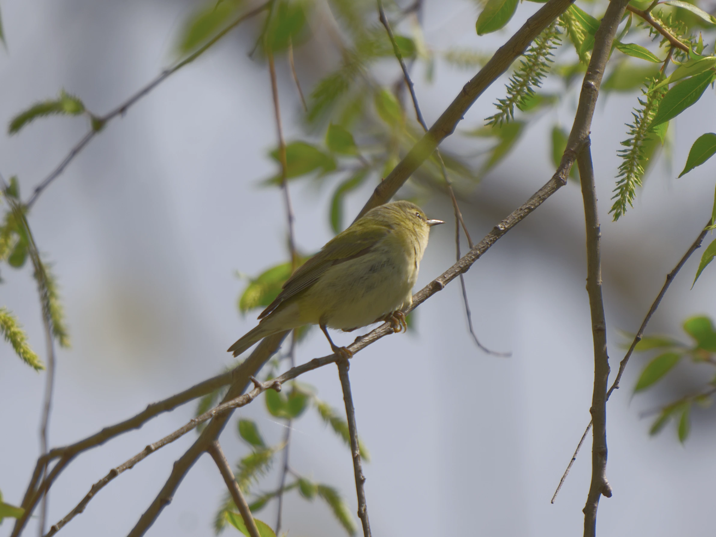 Tennessee Warbler