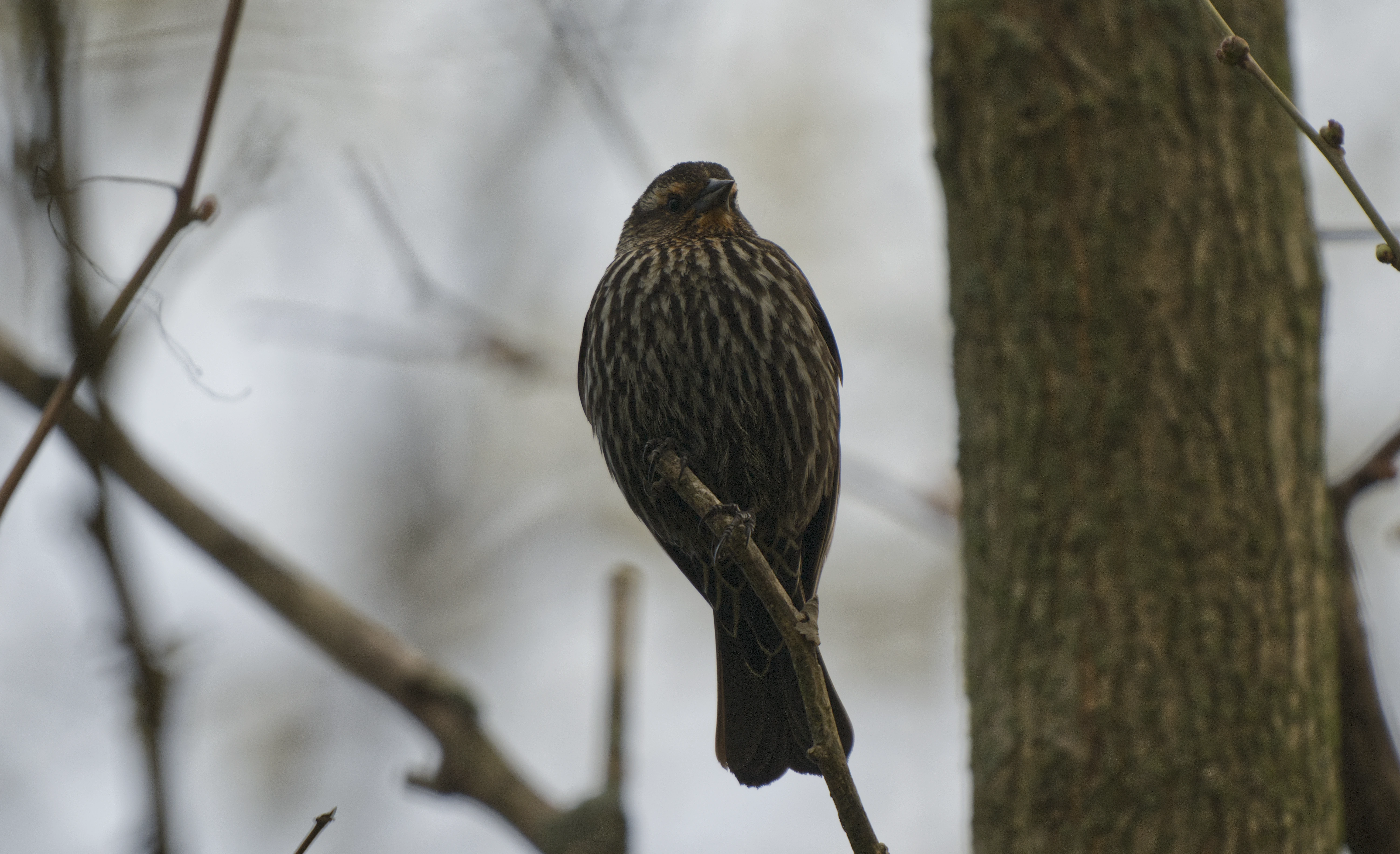 Red Winged Blackbird
