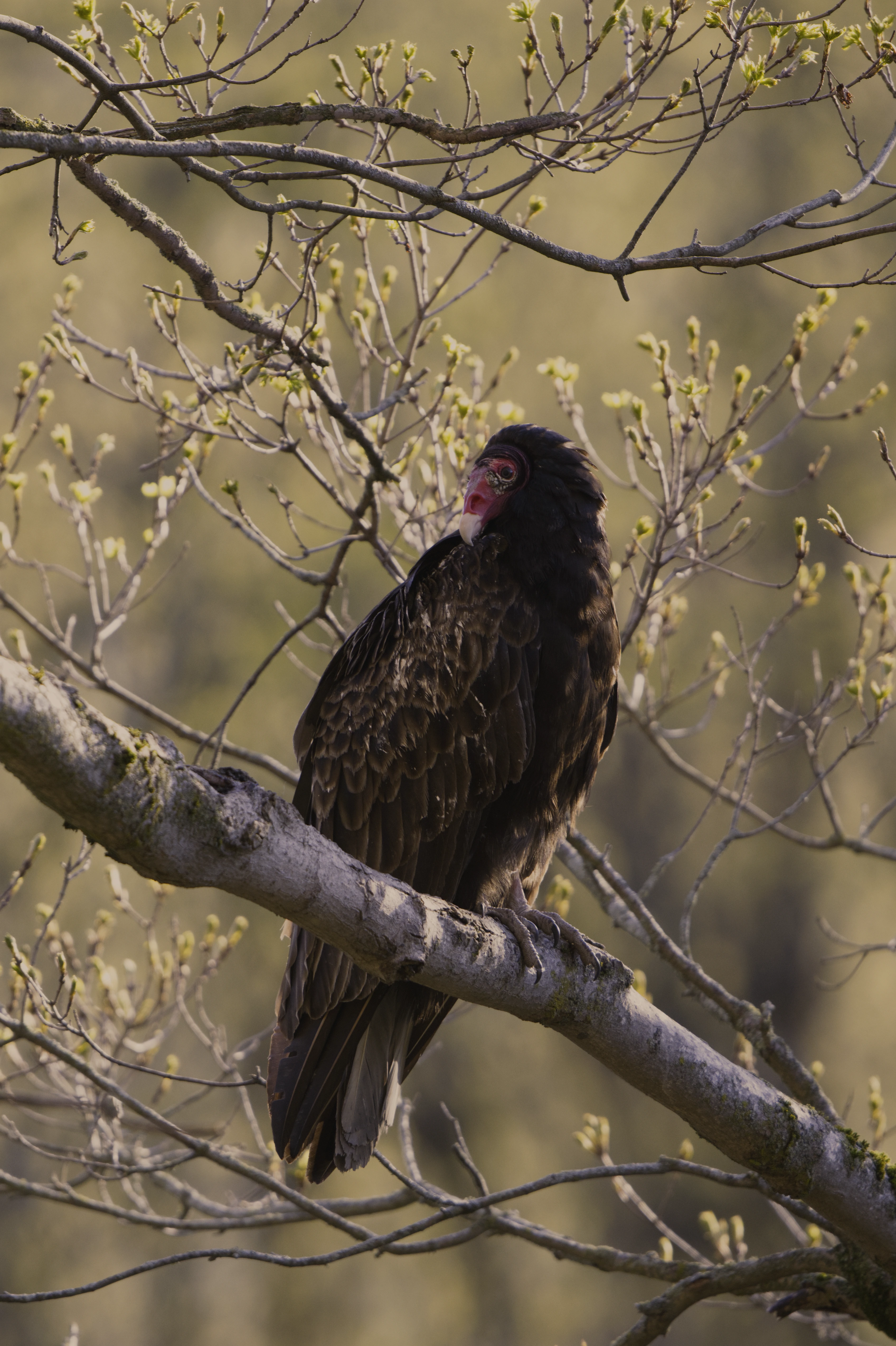 Turkey Vulture