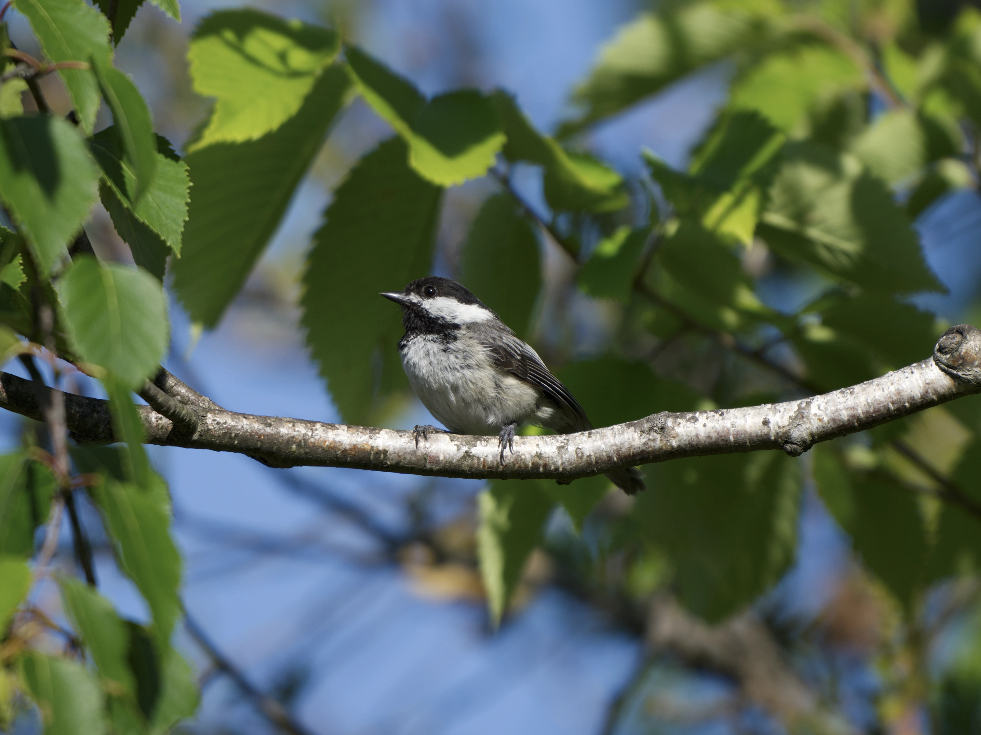 Black-capped Chickadee