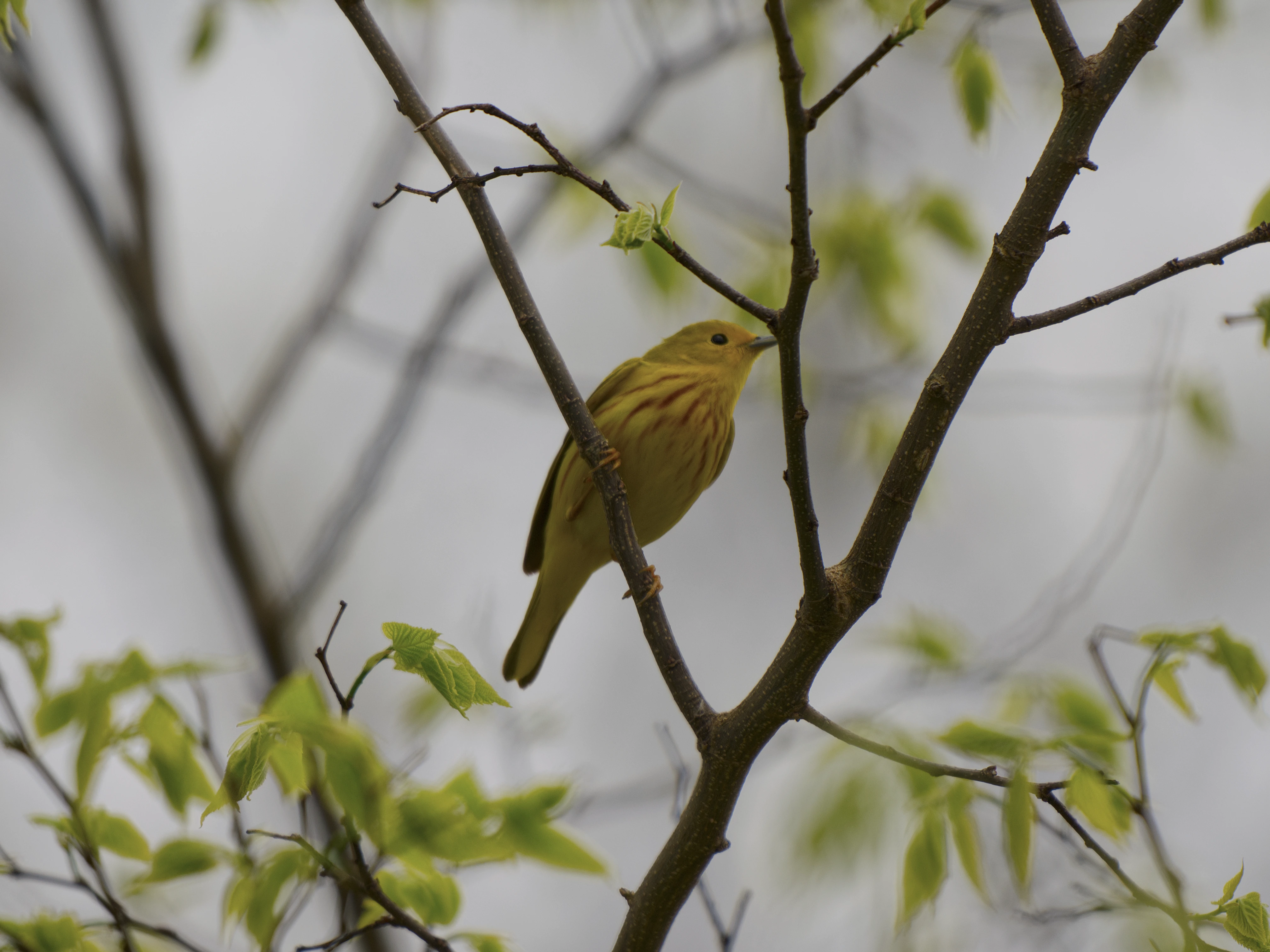 Northern Yellow Warbler