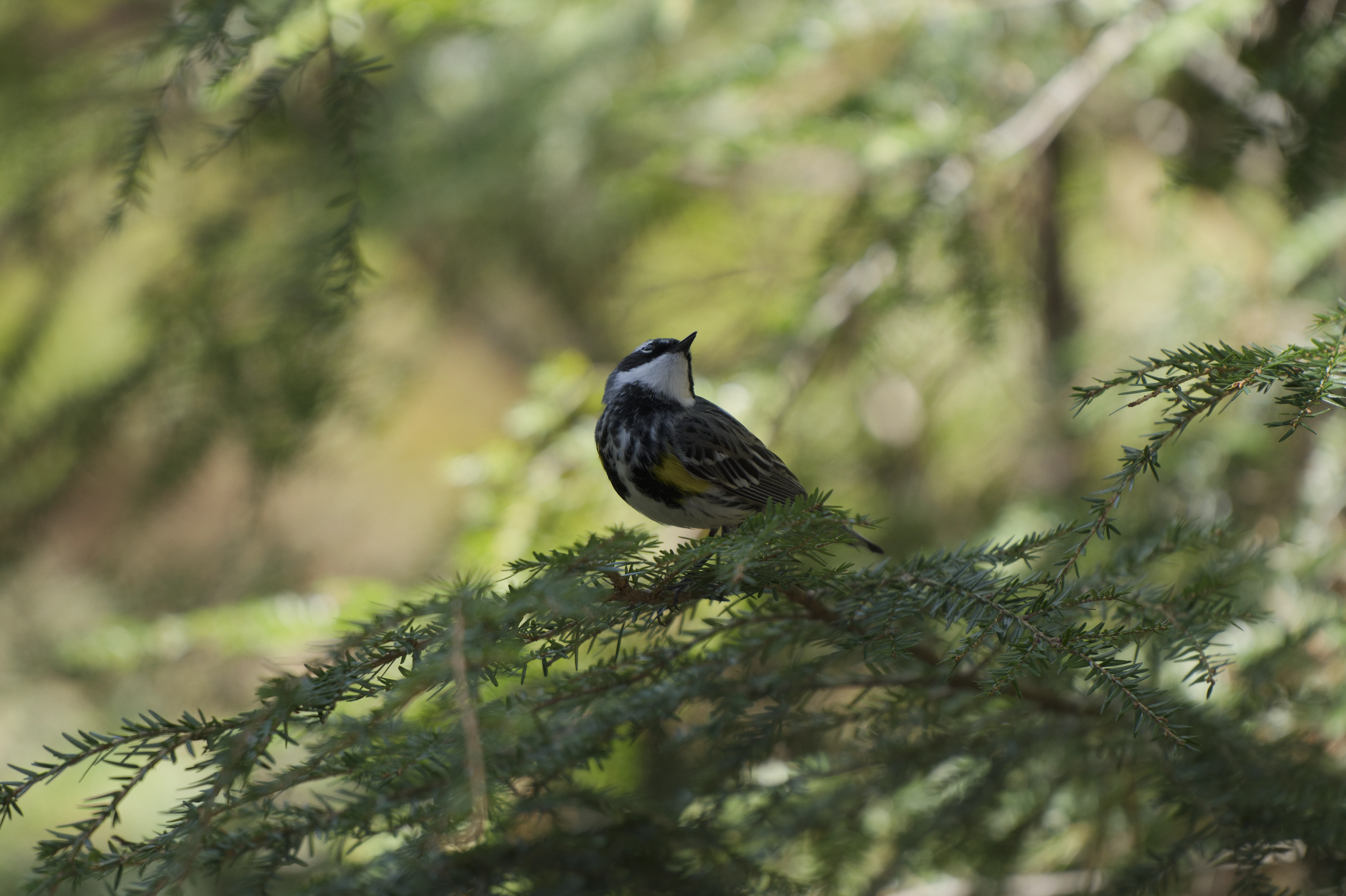 Yellow-rumped Warbler