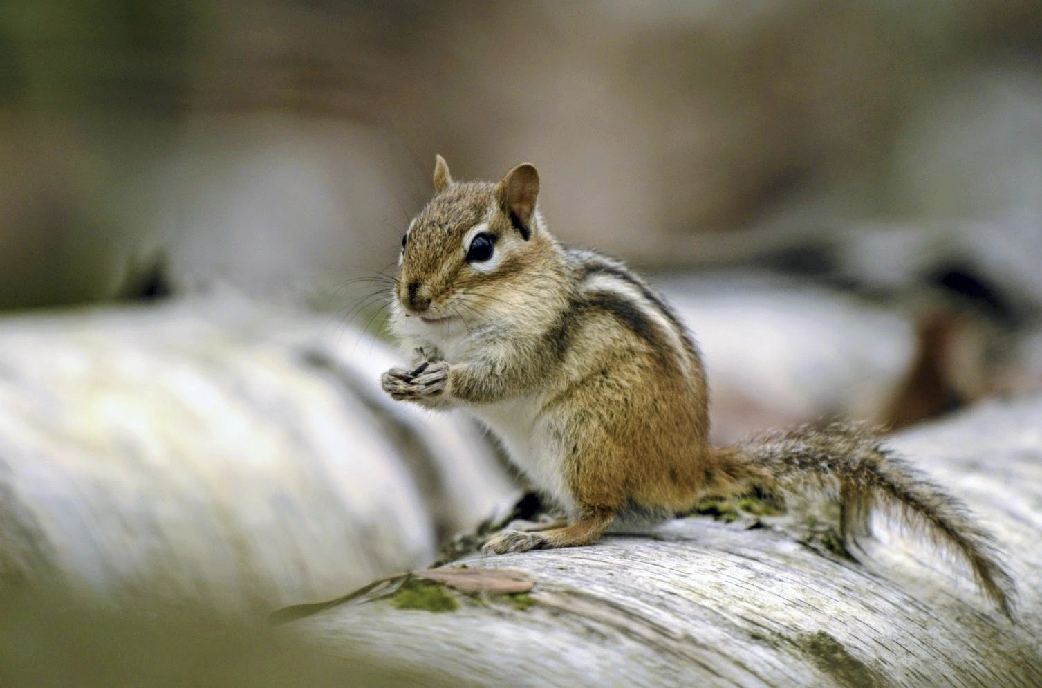 Eastern Chipmunk